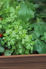 DECO ELEVATED MŰANYAG KERTI VIRÁGLÁDA (alsó polccal) 110L - Image 6